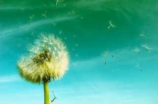 Légzőszervi megbetegedések Légzőszervi megbetegedések